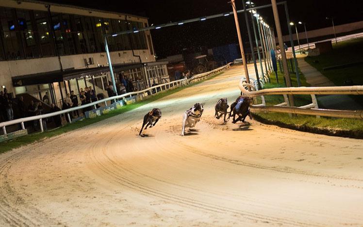 Group of greyhound dogs racing.